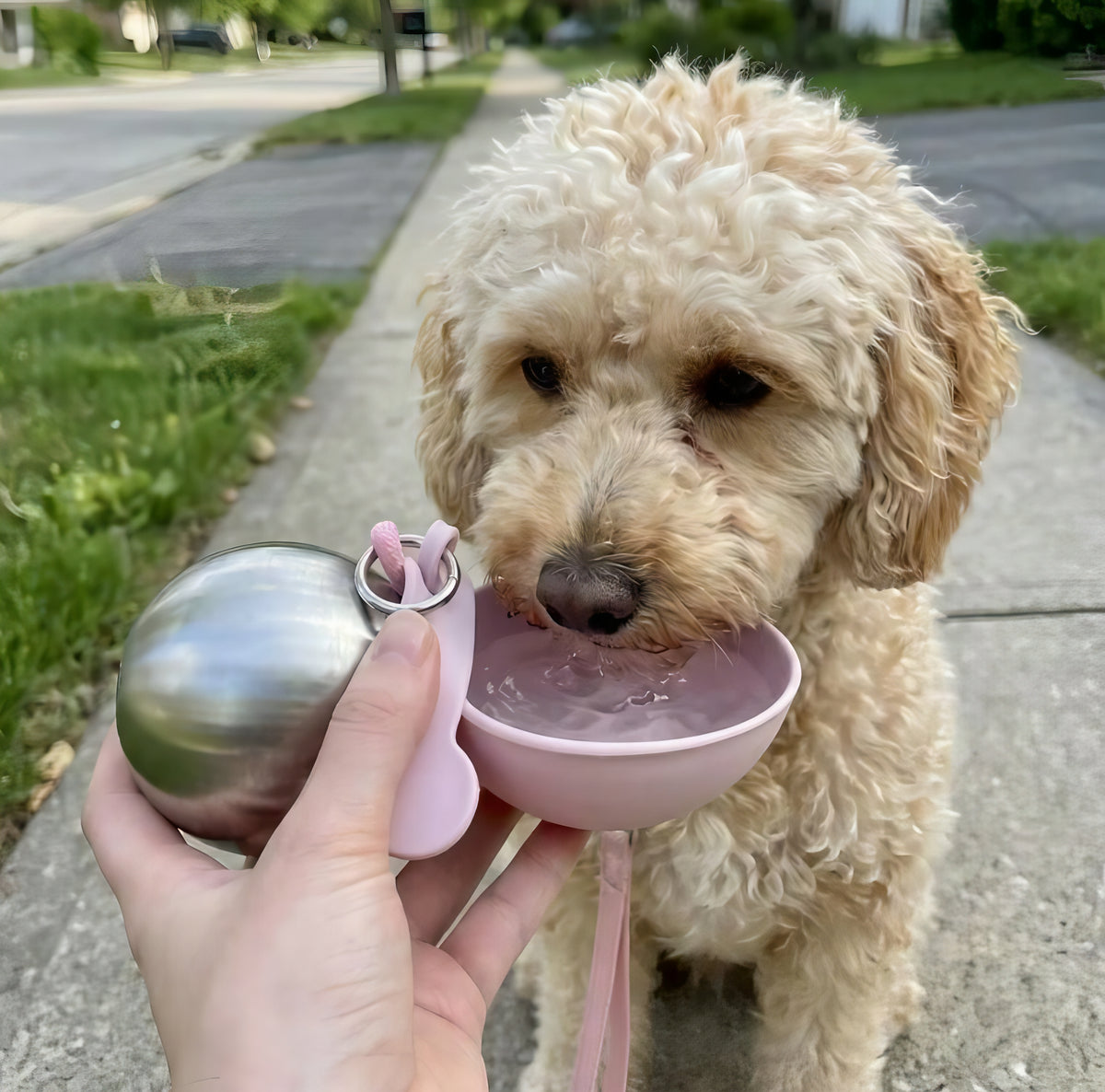 2-in-1 Portable Dog Water Bottle