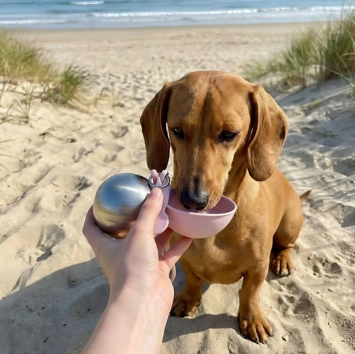 2-in-1 Portable Dog Water Bottle